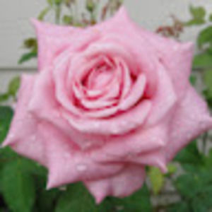 Meet your Posher, Rose